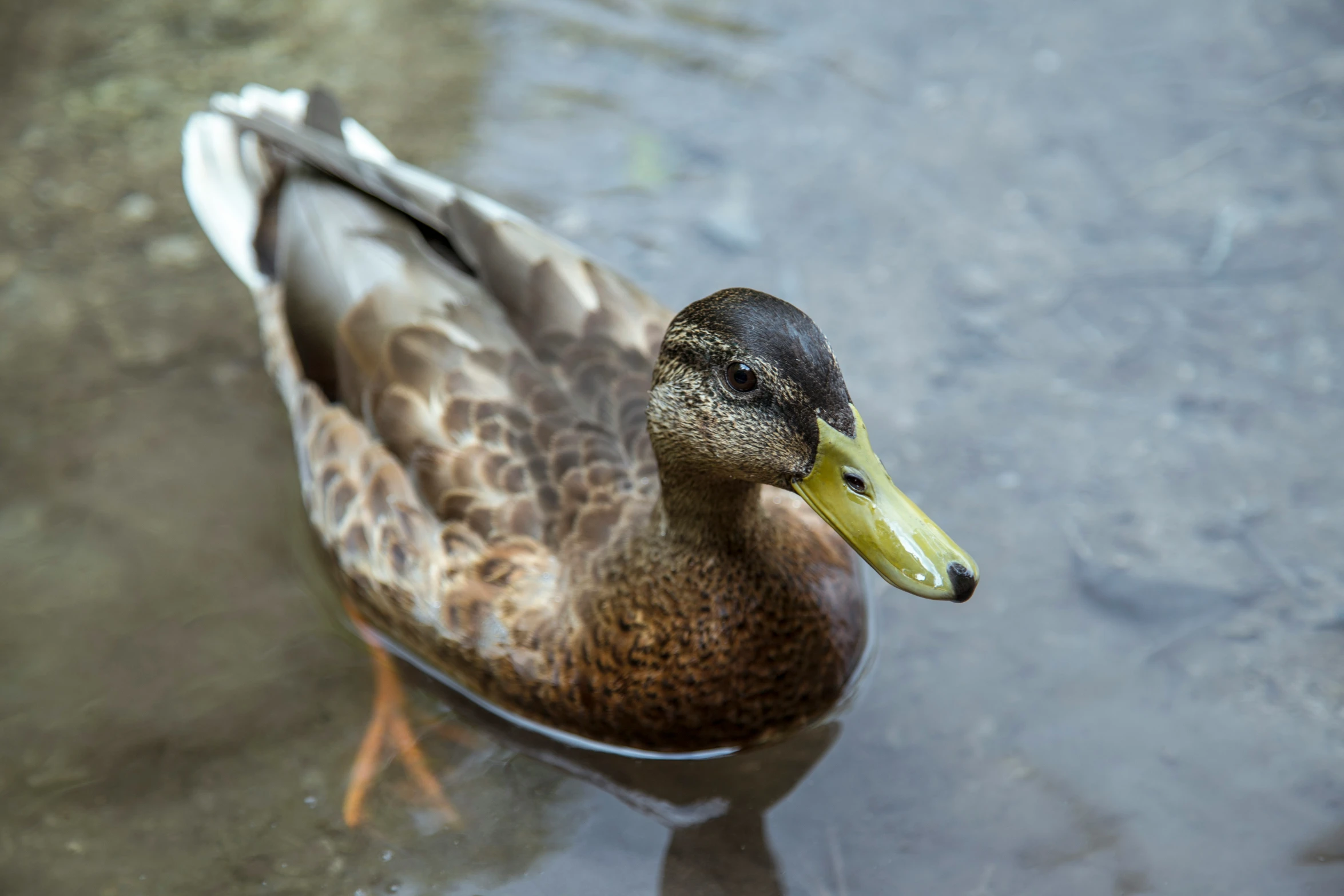 a duck that is swimming in some water