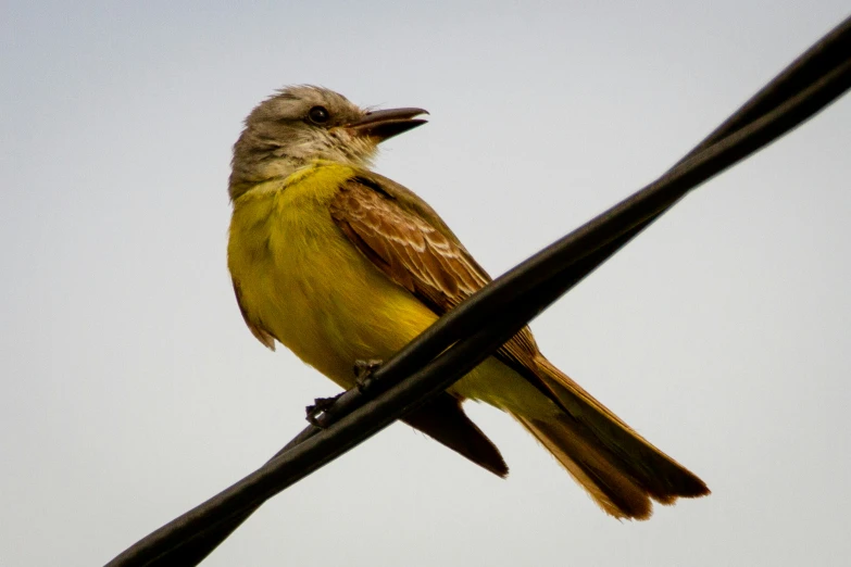 a bird that is perched on a power line