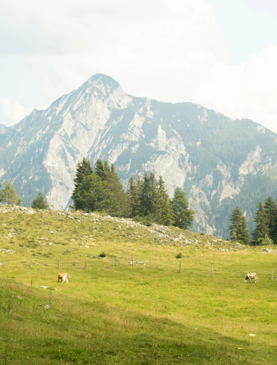 a mountain range covered in trees with several animals grazing on the grass