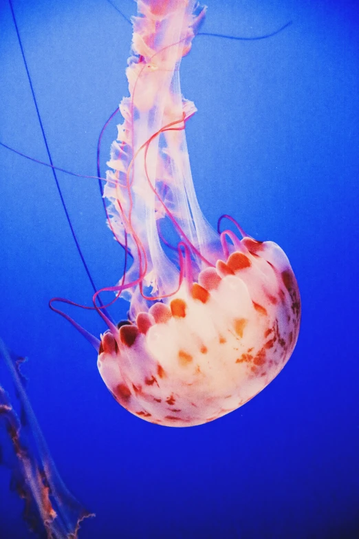 an image of an underwater jellyfish