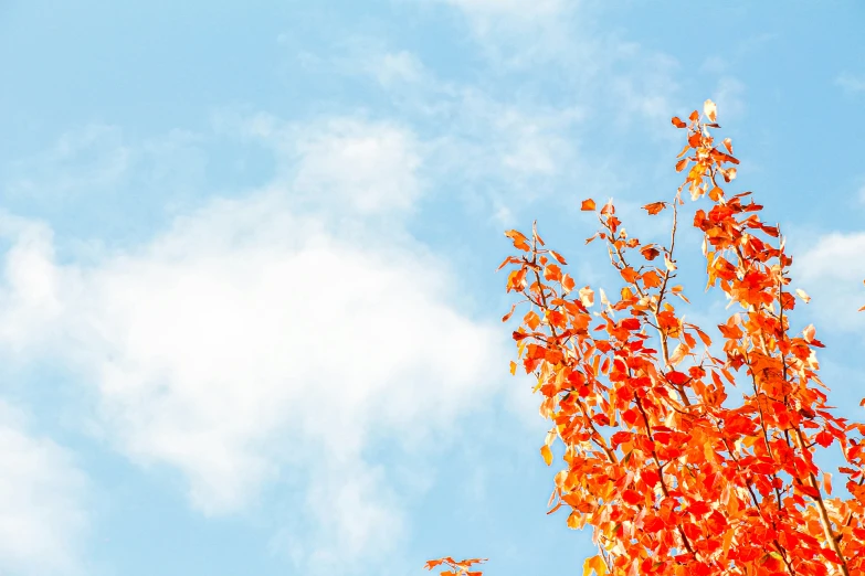 a tree has red leaves and green nches