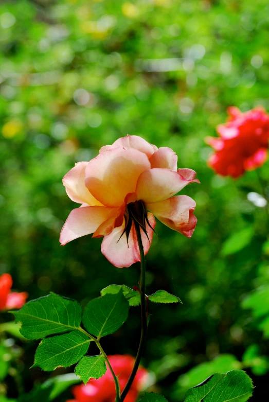 a pink rose is blooming with lots of leaves