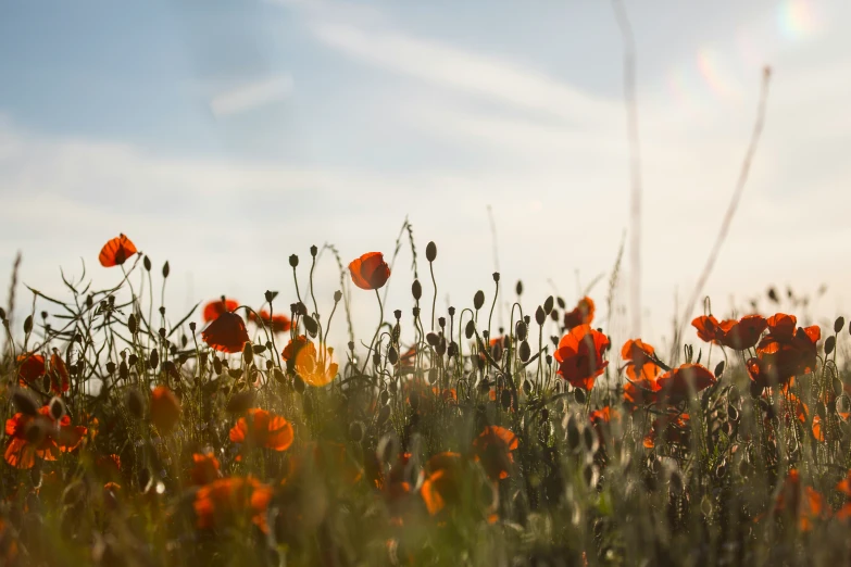 red poppys are in an open, grassy field