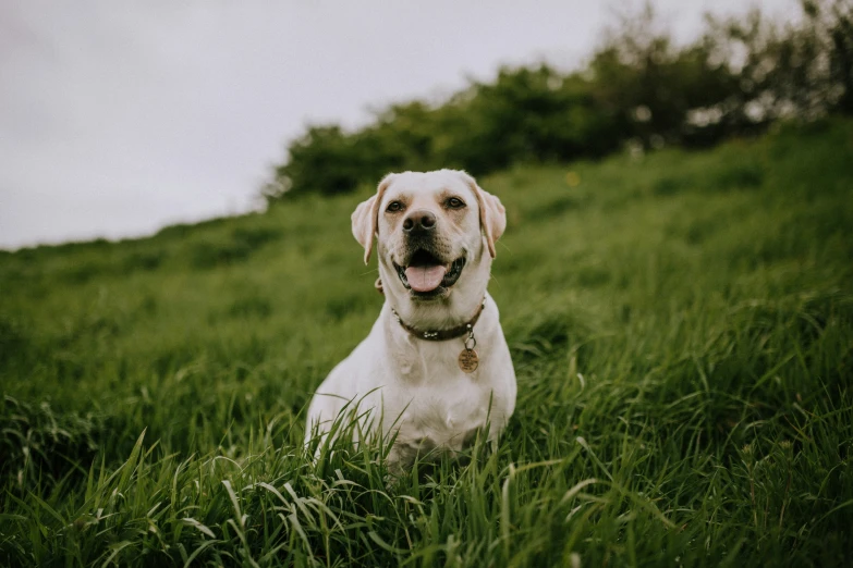 there is a large dog sitting in the grass