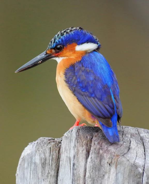 colorful bird with long beak sitting on piece of wood