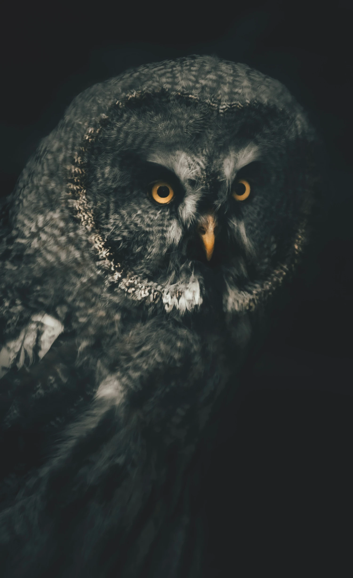 an owl with glowing yellow eyes stares straight at the camera