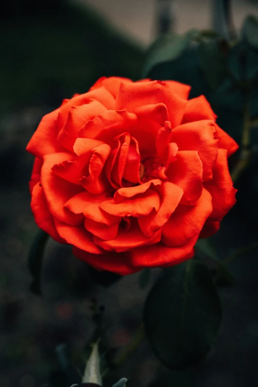 a red rose that is blooming outside