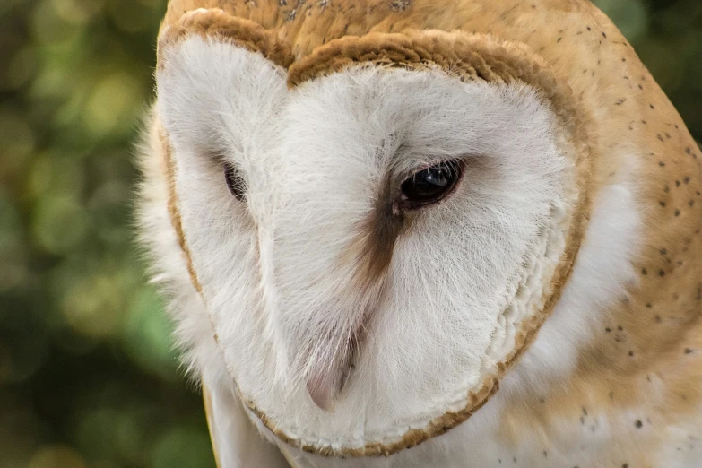 a big owl is standing in front of the camera