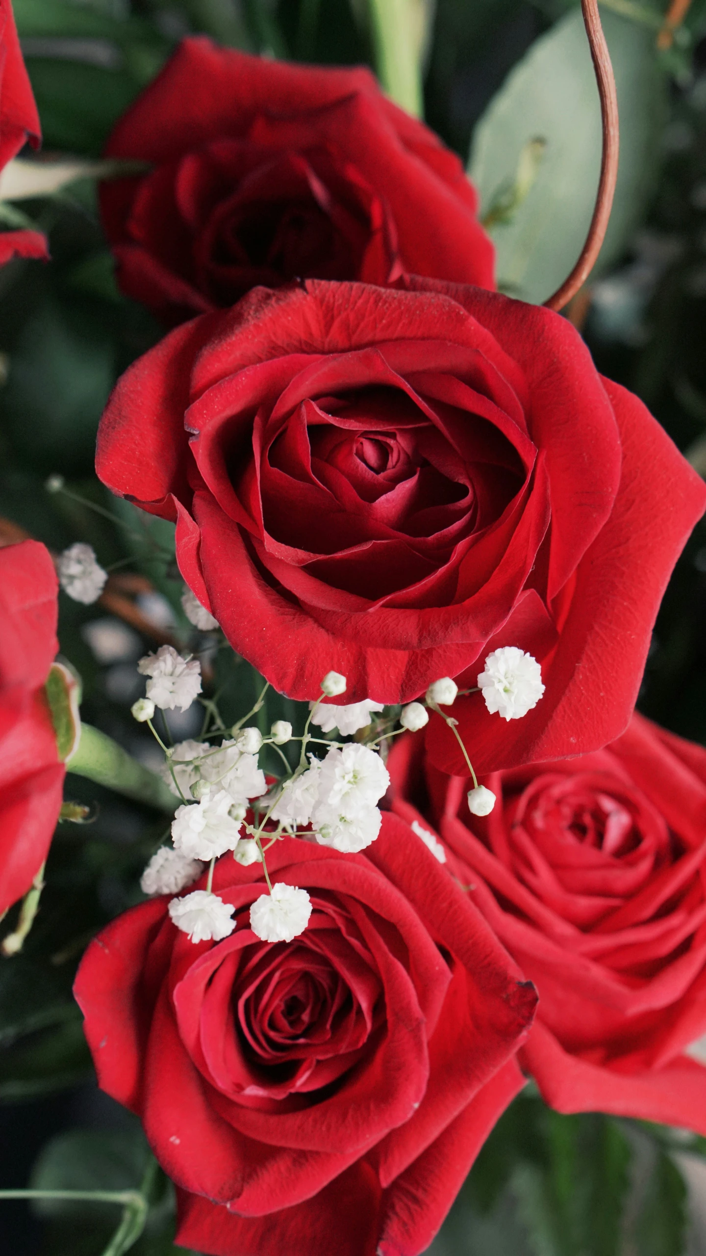 a bouquet of red roses with leaves and berries