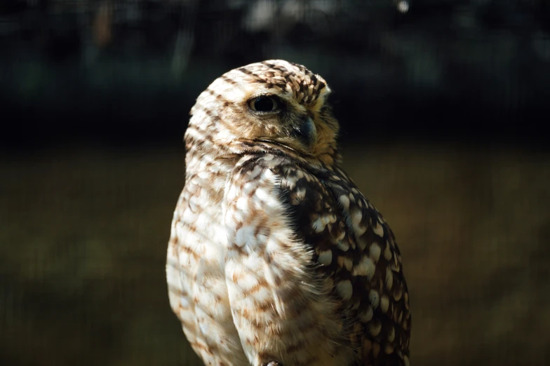 an owl standing on the edge of a wooden platform