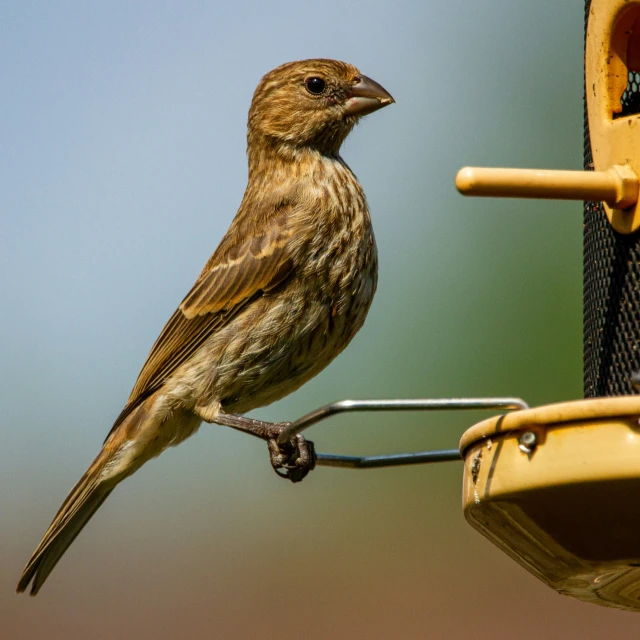 a bird on a feeder in a tree