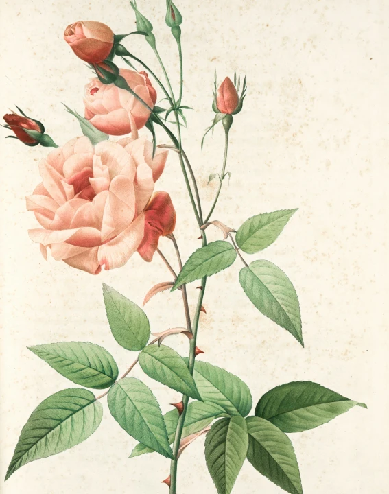 a vintage print of flowers sitting in a vase