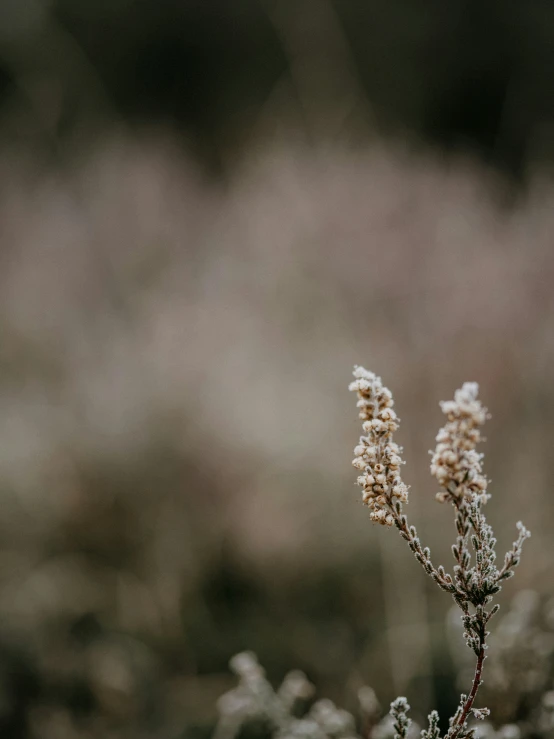 an image of an older plant in the middle of winter