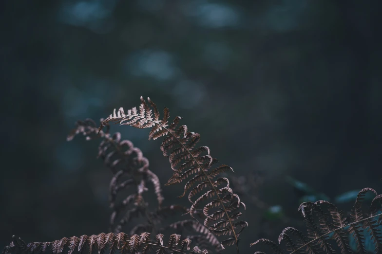 close up image of a tree fern's top