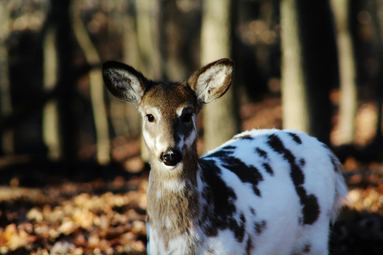 a young deer is standing in a wooded area