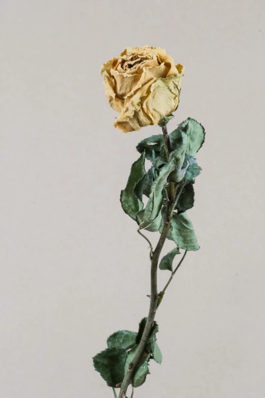 a single yellow rose on a stem and in a vase