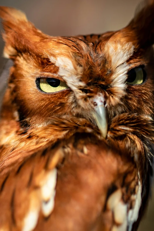 a close up of an owl with very big green eyes