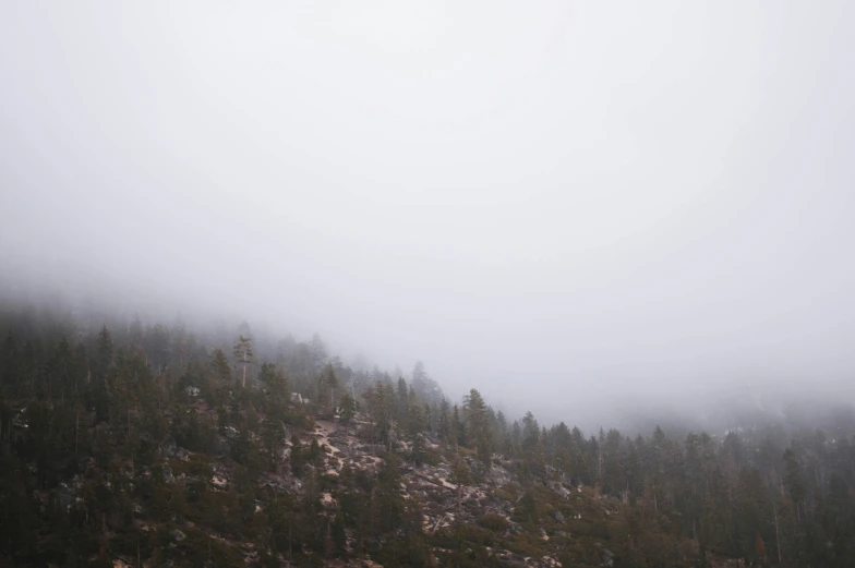 a mountain with a bunch of pine trees in the distance