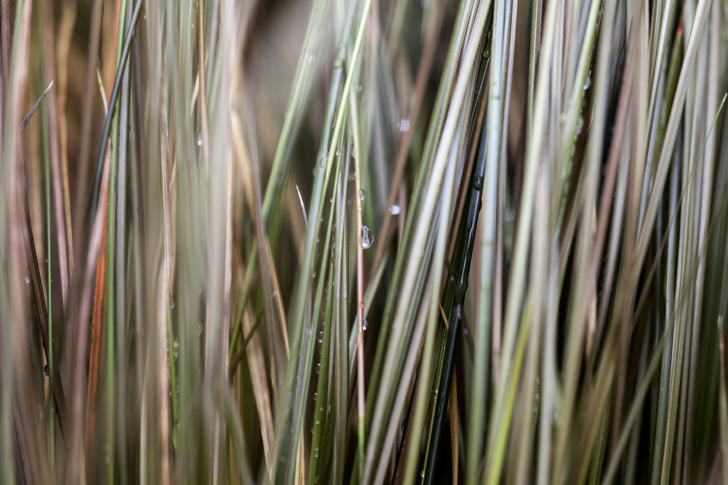 grass with drops of water in it that is all over