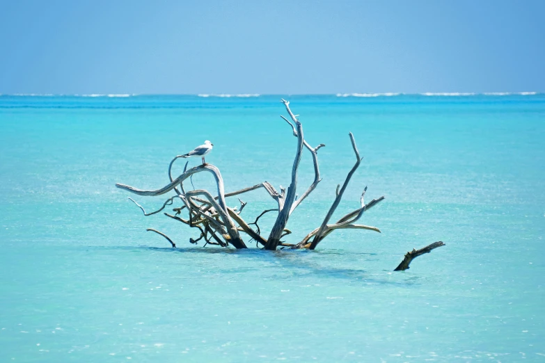 a dead tree in some shallow blue water