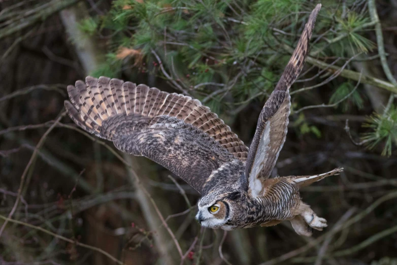 a bird with long, brown wings in a tree