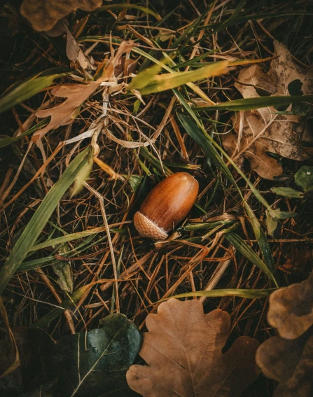 a brown acorn resting on the ground among green grass