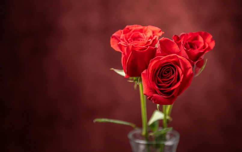 a group of roses in a clear vase