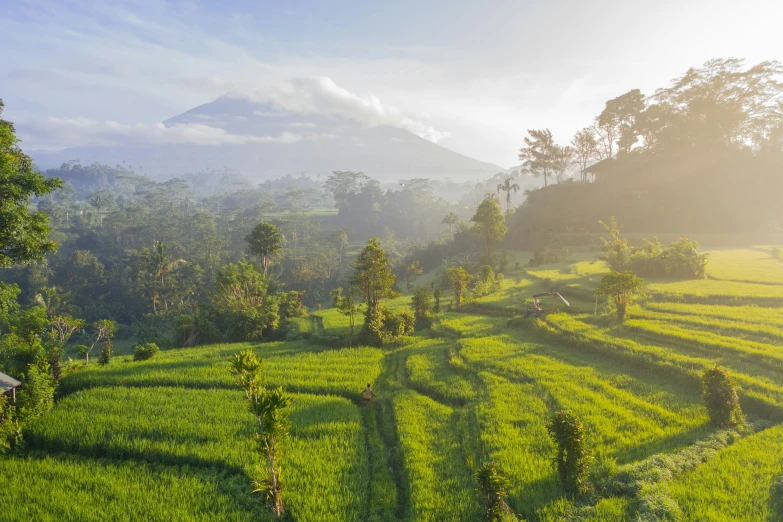 a rice field in the morning sun, with mountains in the background