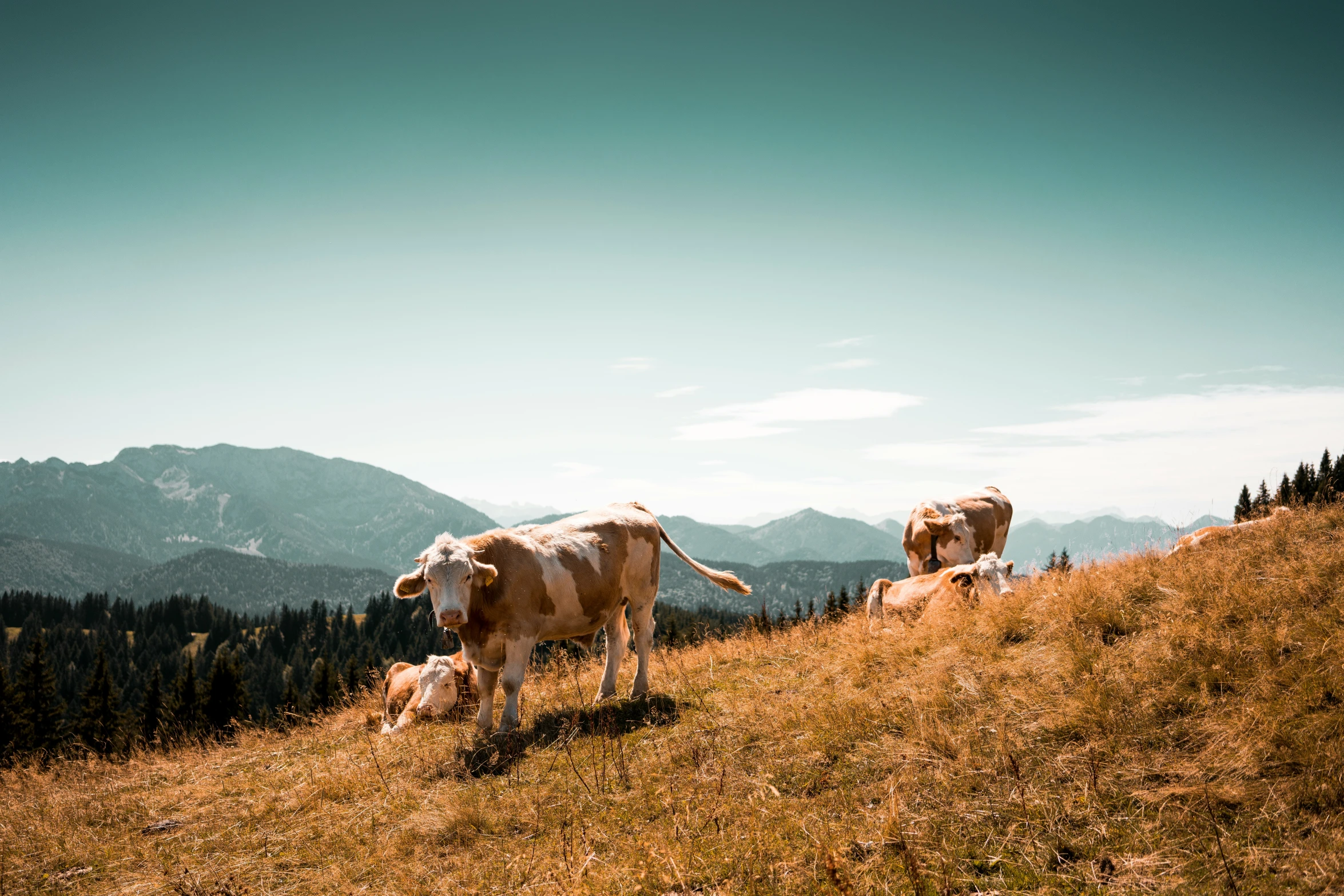 a group of cows grazing on a grassy hill