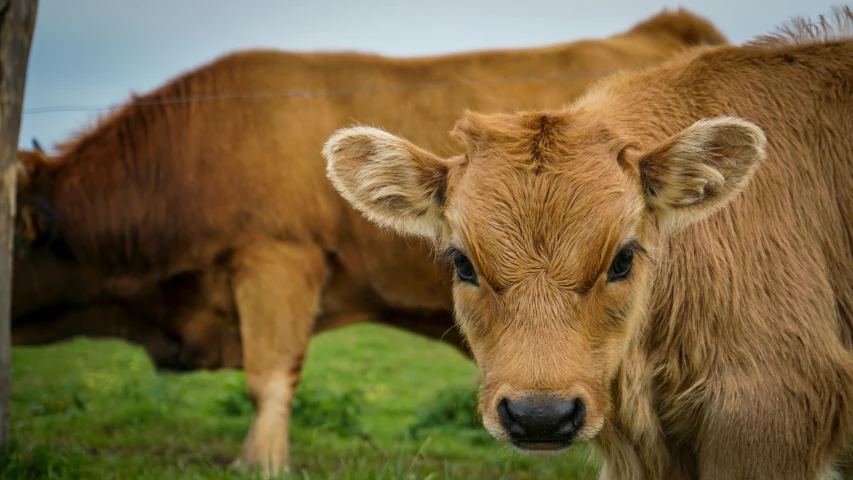 two cows are grazing outside by a fence