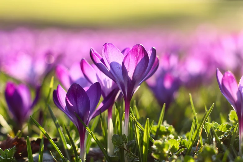 closeup of purple flowers in a grassy field