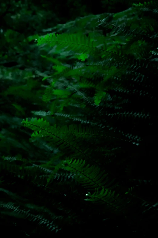 a fern is standing outside at night