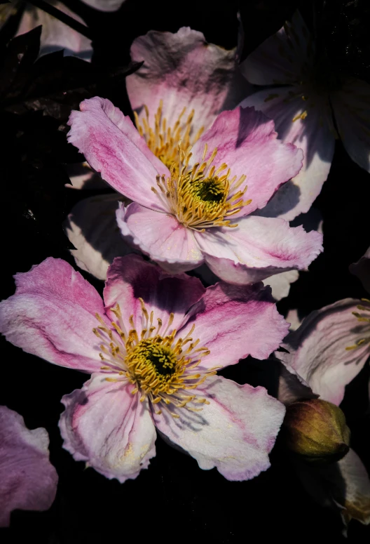 three pink flowers, with yellow center petals