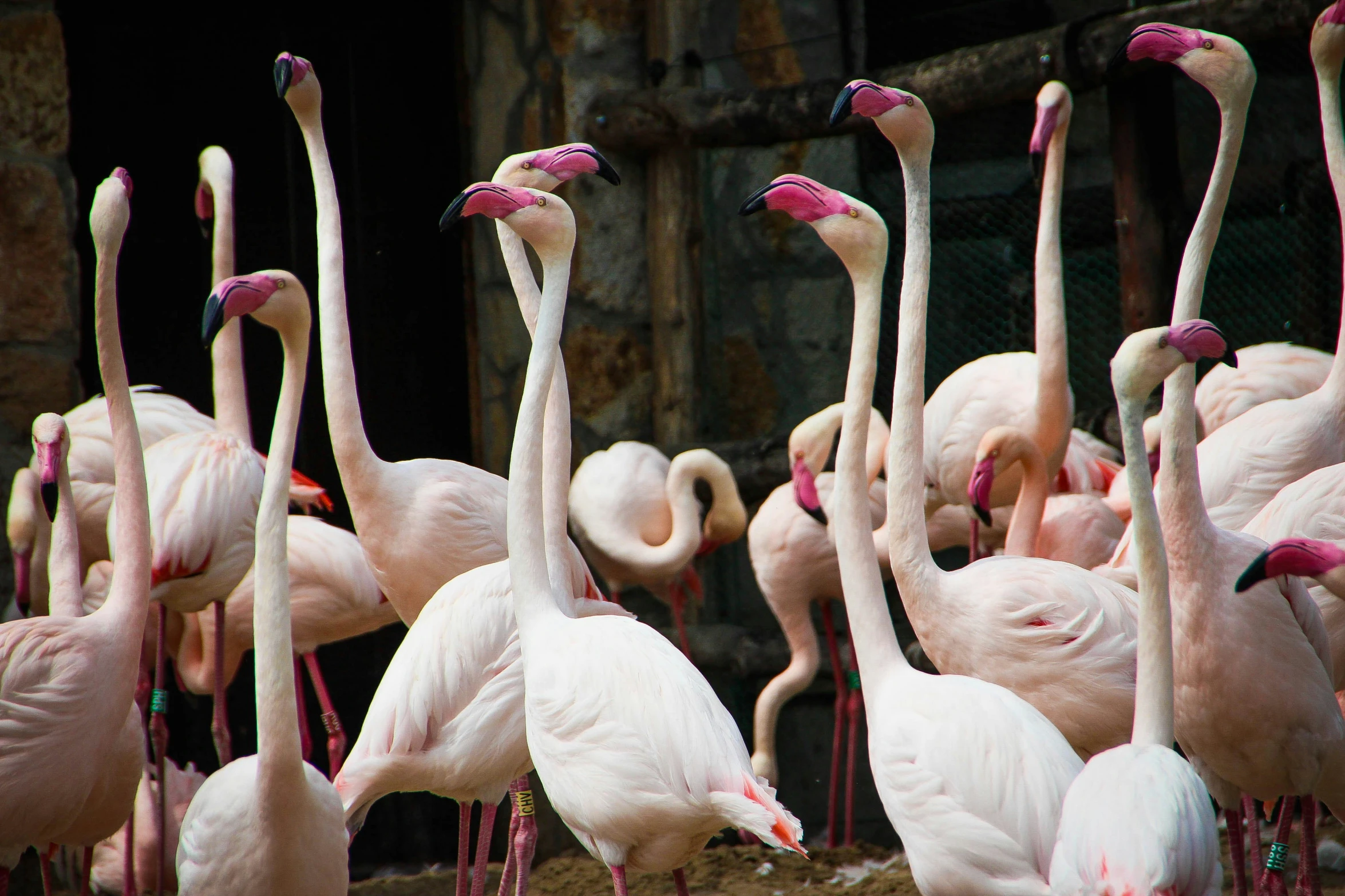 group of flamingos walking around and looking around