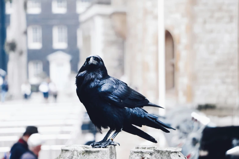 a black bird with a white head on it sitting on concrete