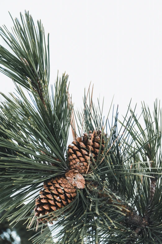 a pine cone is on a pine tree