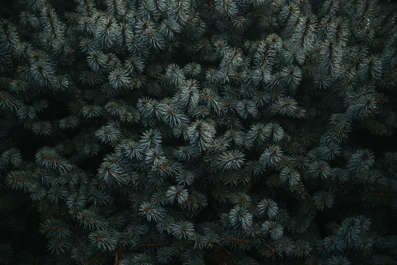 a green tree top view with the leaves showing