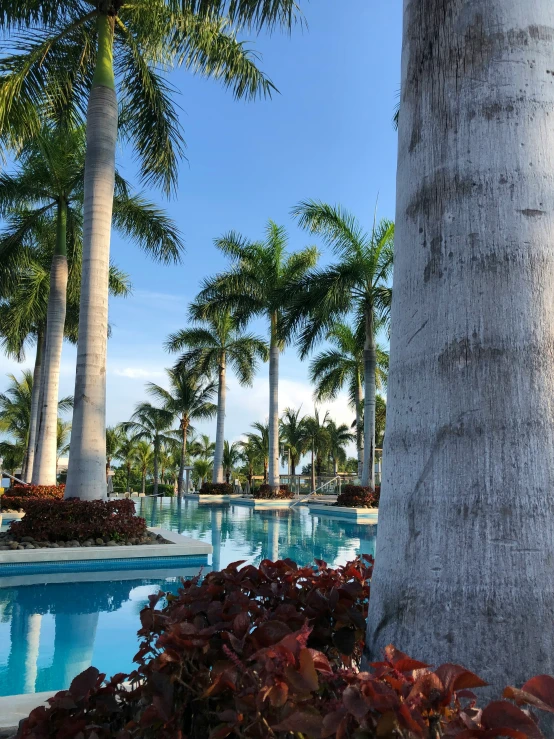 a pool lined with palm trees and a blue sky