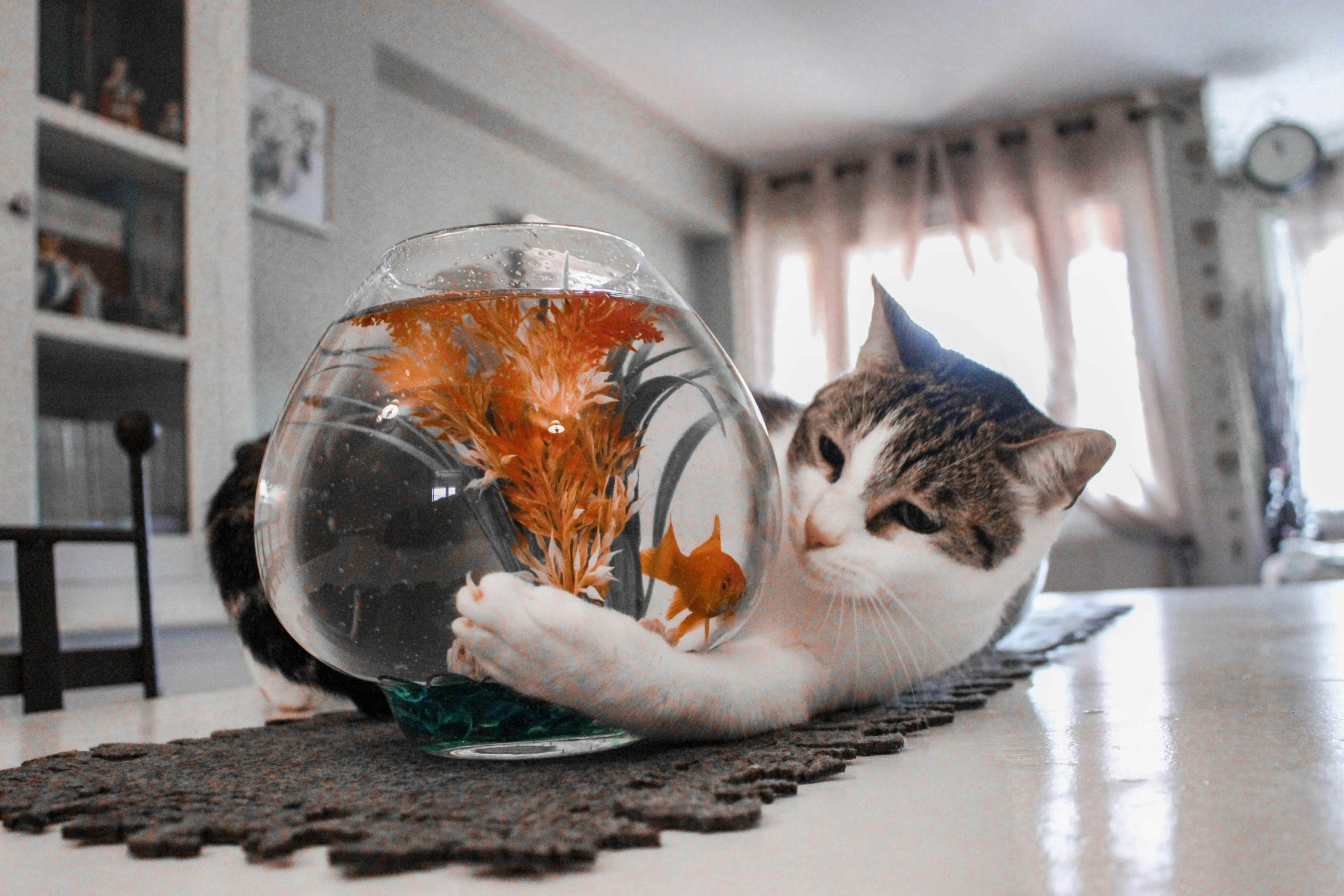 a cat lying on a table looking at fish in the bowl