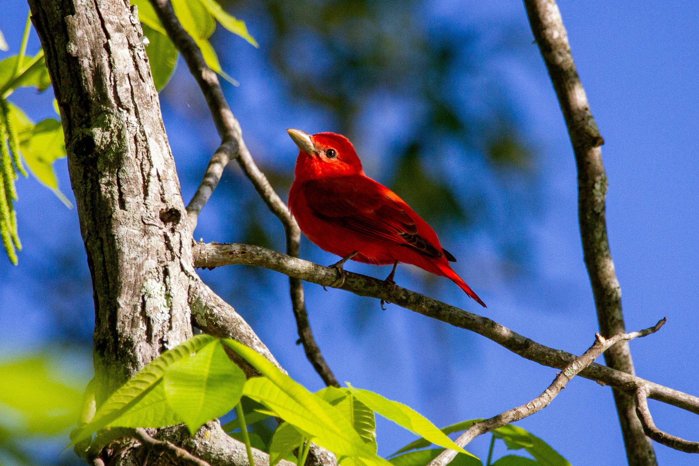 a bird that is sitting on a nch