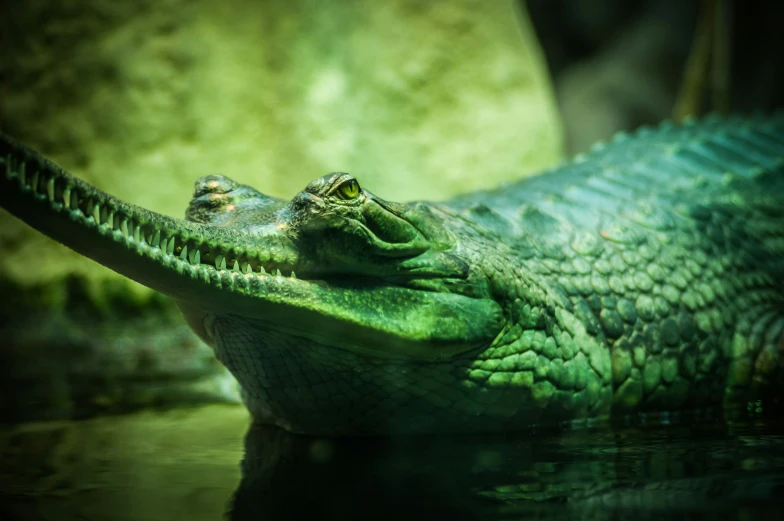 an alligator is laying down on some water