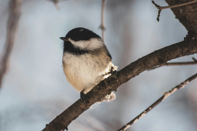 there is a bird that is sitting on a nch