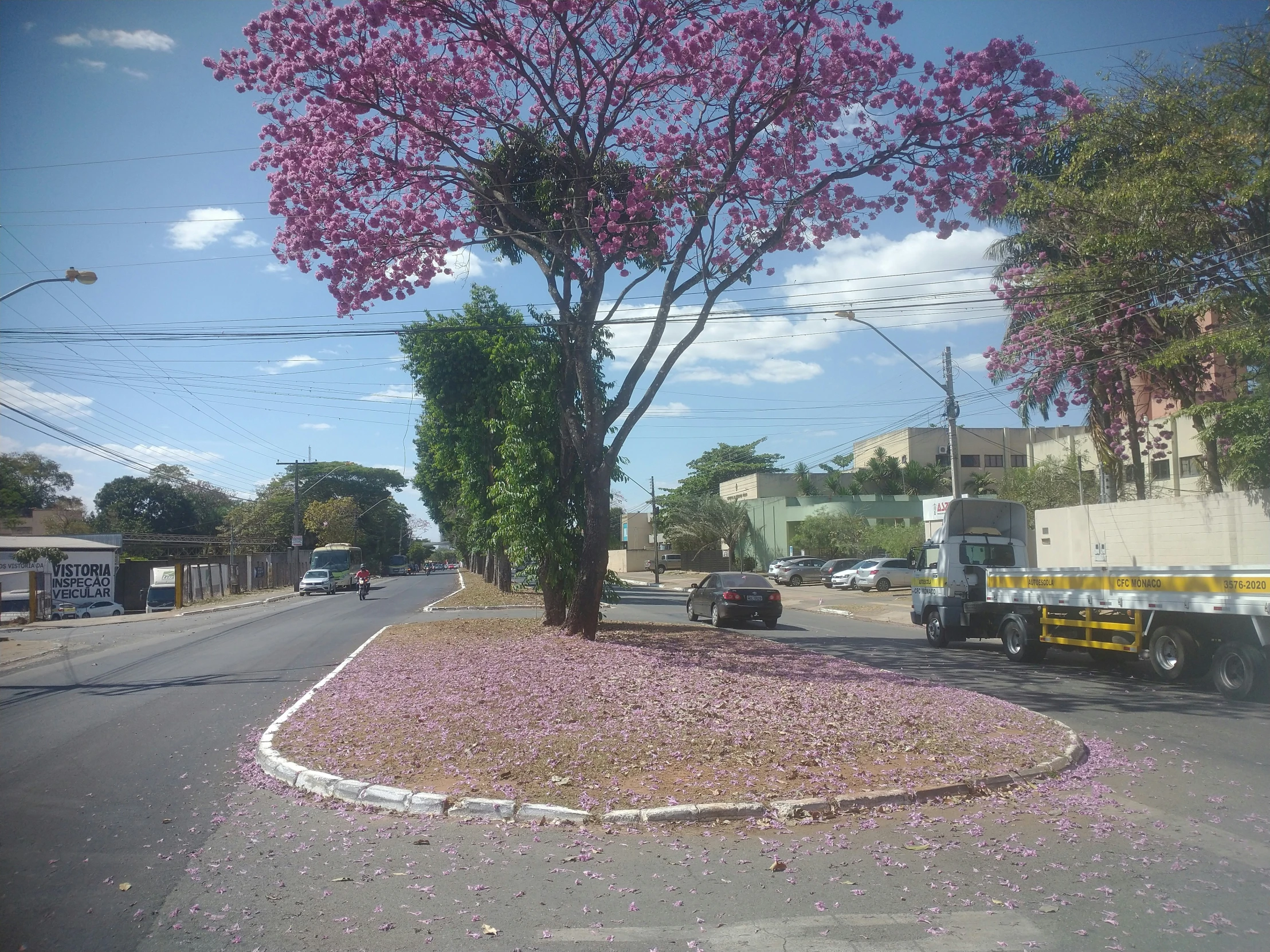 large red flowering tree in middle of roadway near utility truck