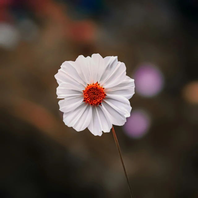 a single white flower with orange center