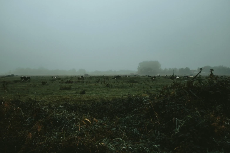 a herd of cows grazing in a foggy field