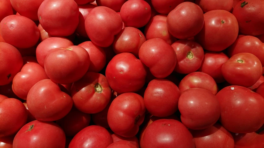 many red tomatoes in close up together for consumption