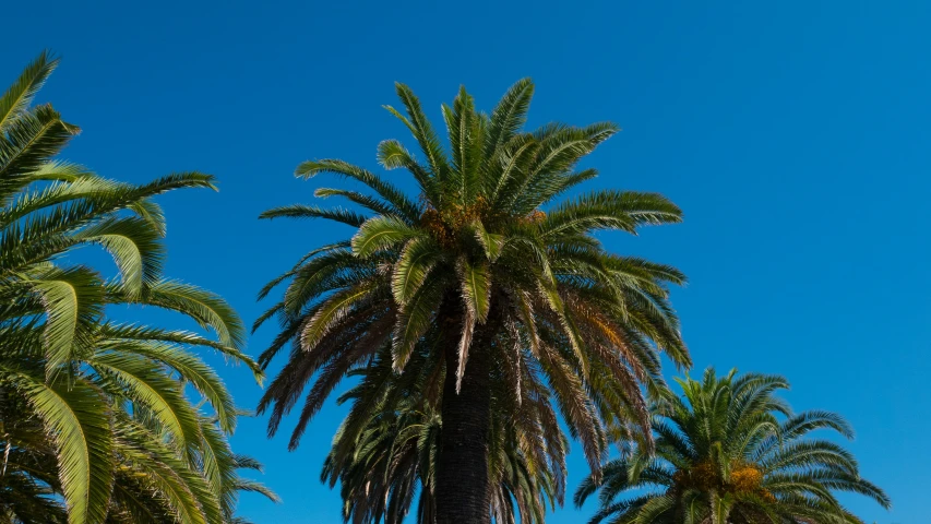 two palm trees on a sunny day under a blue sky