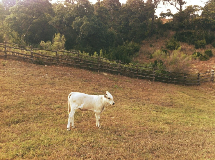 an animal that is standing in a field