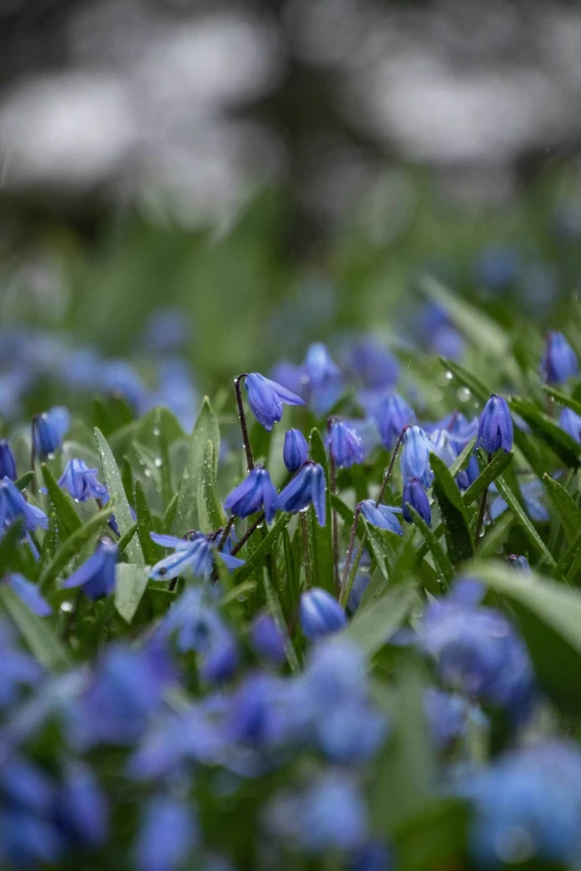 purple flower in the middle of a field of blue flowers