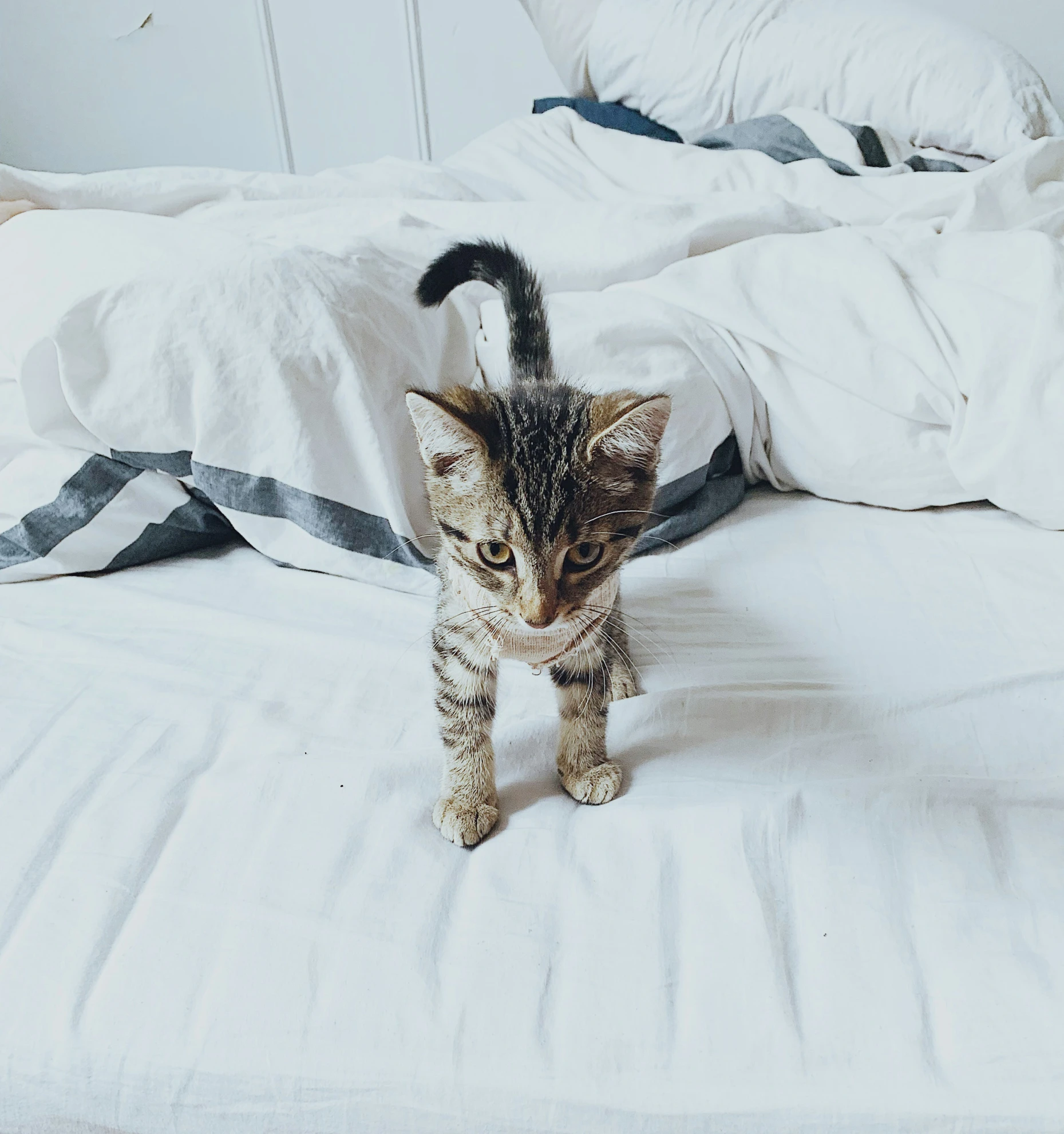 a small kitten standing on top of a bed